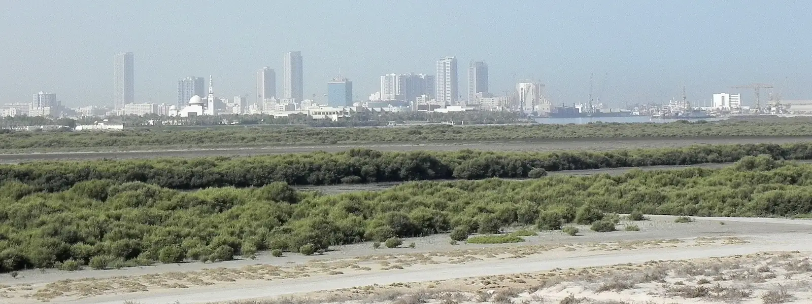 Umm Al Quwain mangroves
